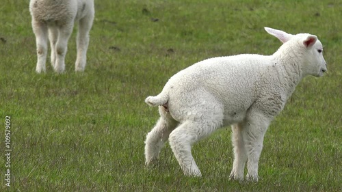 white lamb standing  on Meadow and piddle