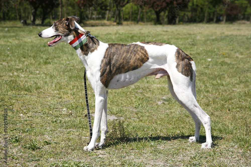 Award winning greyhound posing for the camera