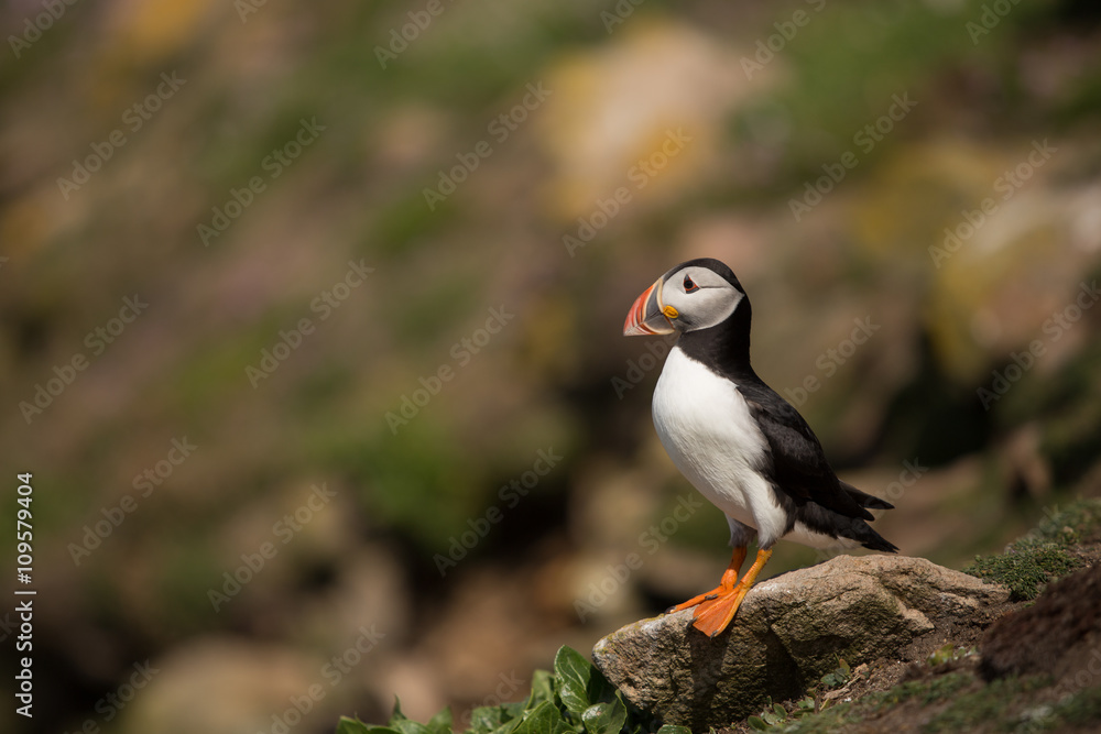 Atlantic Puffin (Fratercula arctica), Saltees Island, Ireland Atlantic Puffin (Fratercula arctica), Saltees Island, Ireland
