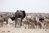 elephants and herds of zebra and antelope wait through the midday heat at the waterhole Etosha, Namibia