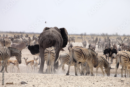 elephants and herds of zebra and antelope wait through the midday heat at the waterhole Etosha, Namibia