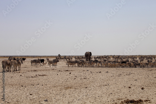 elephants and herds of zebra and antelope wait through the midday heat at the waterhole Etosha  Namibia