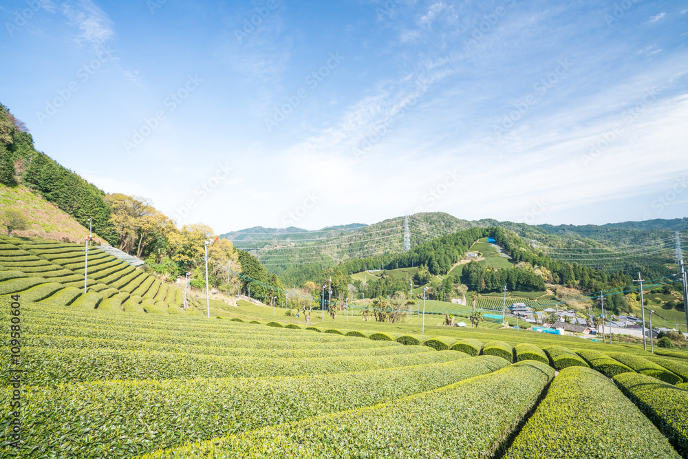 Wazuka tea field,kyoto,tourism of japan