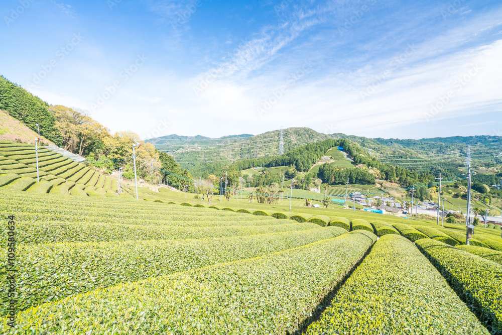 Wazuka tea field,kyoto,tourism of japan