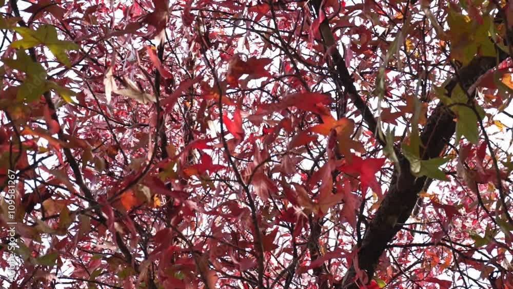 Autumn nature video. Red maple leaves moving on wind. View from bottom up to tree crown with red foliage Autumn nature video. Red maple leaves moving on wind. View from bottom up to tree crown with red foliage