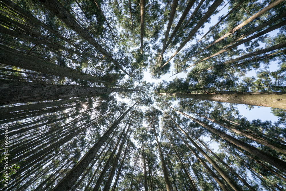 Obraz premium Japanese cedar