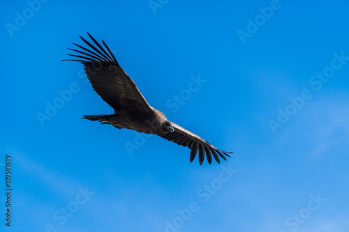 Adean condor flying over Adean Moutain  Colca Canyon  Arequipa 