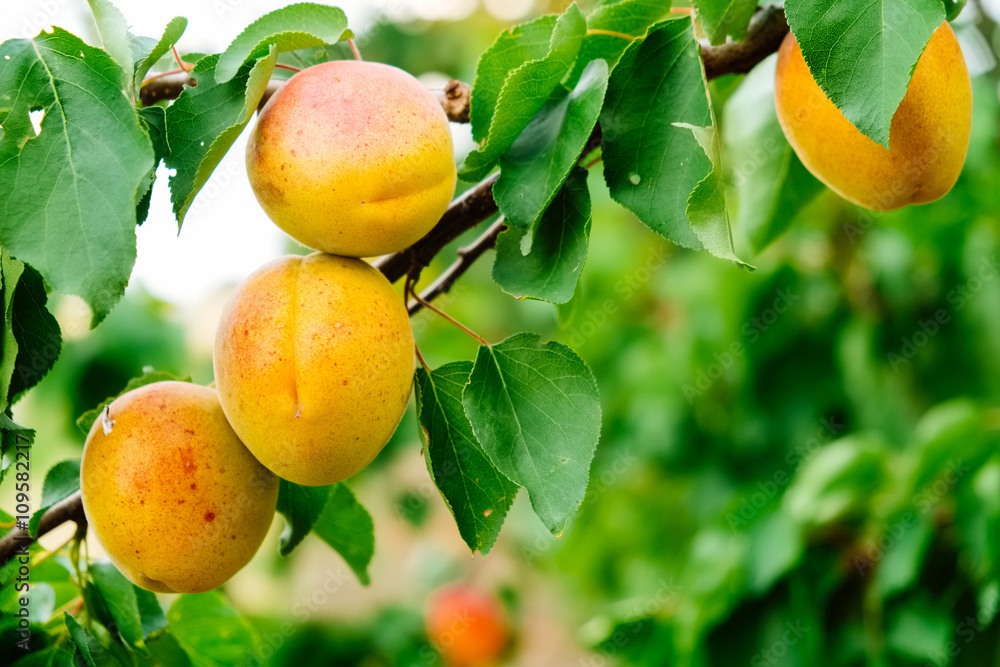 Apricot fruits on tree