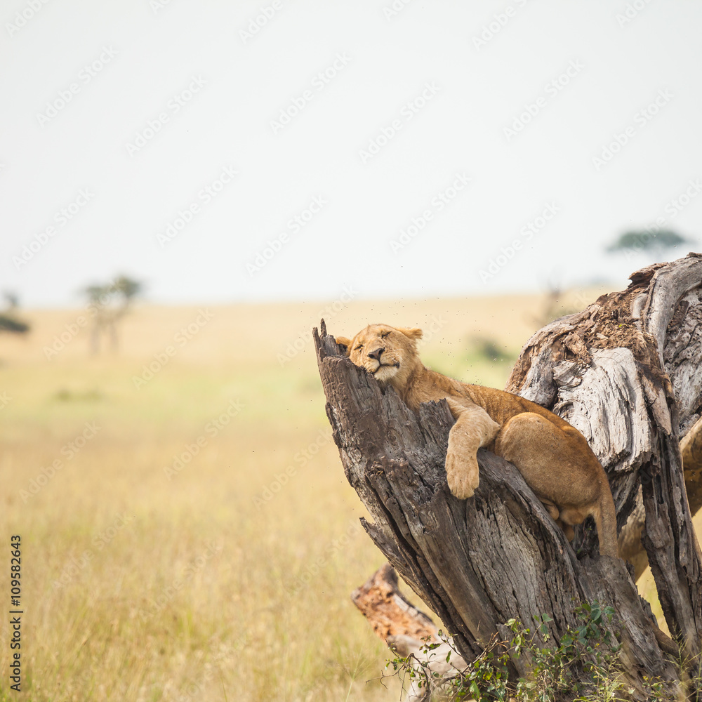 Obraz premium lion in wildlife