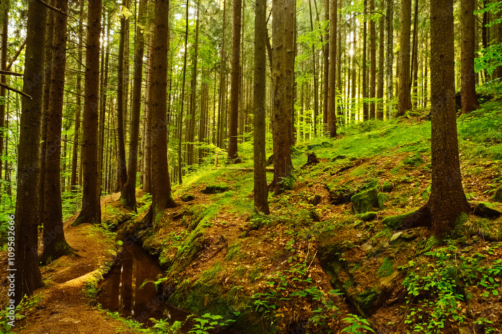 Obraz premium Forest