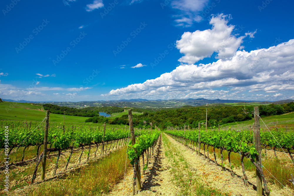 Hill of Tuscany with Vineyard