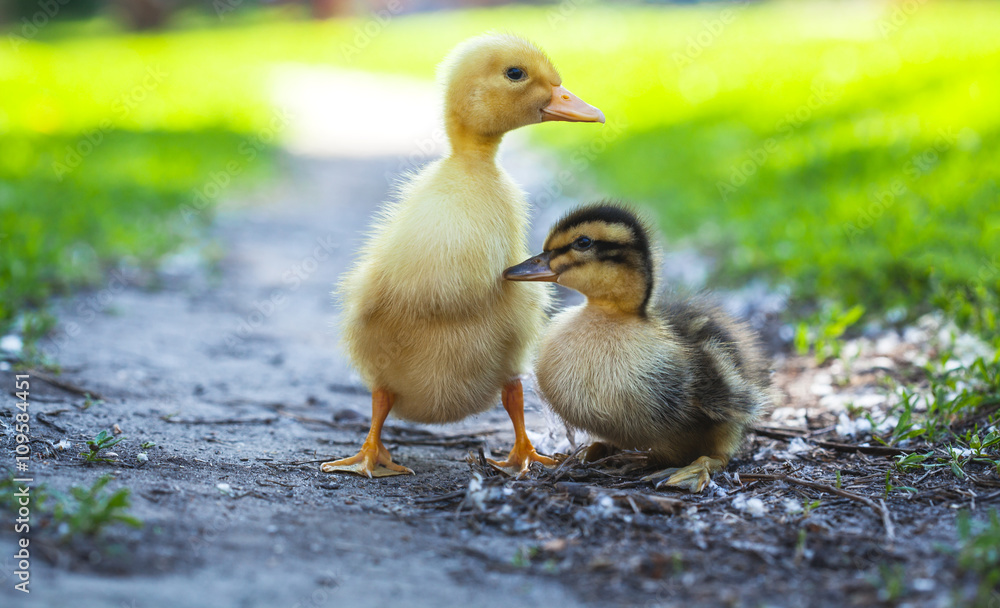 fluffy chicks walks in green grass fluffy chicks walks in green grass