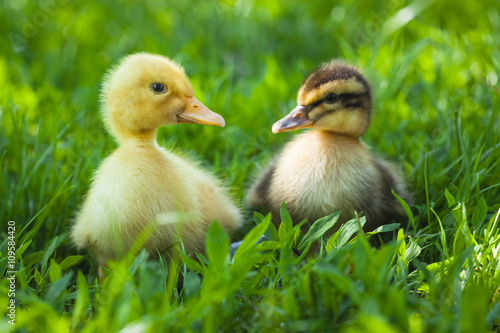 fluffy chicks walks in green grass