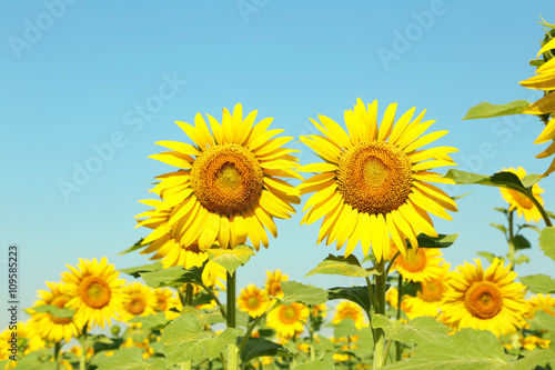 Sunflowers in the field  ourdoors