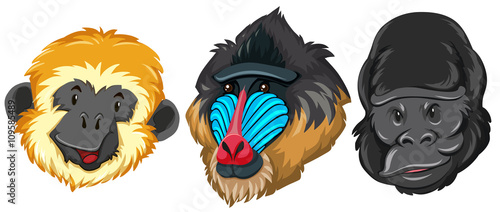Different type of monkey