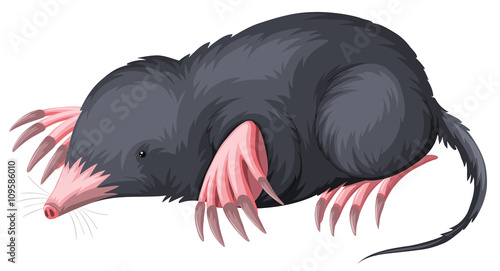 Mole with black fur photo