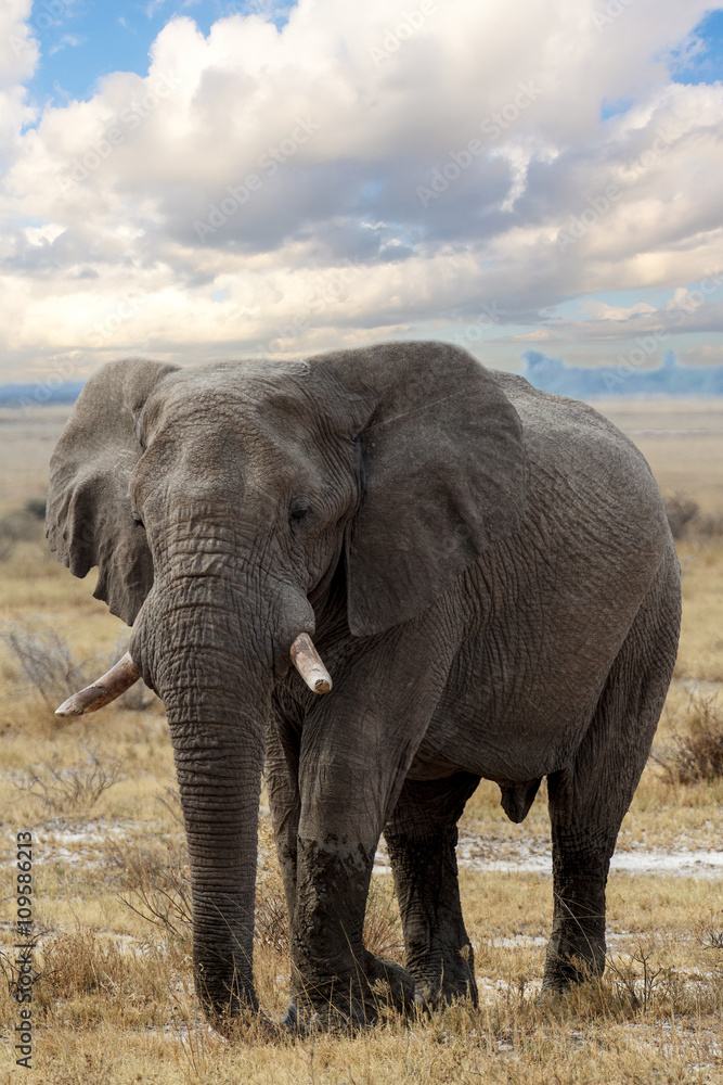 Fototapeta premium big african elephants on Etosha national park