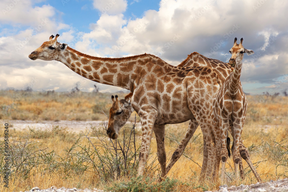 giraffe with calf grazzing