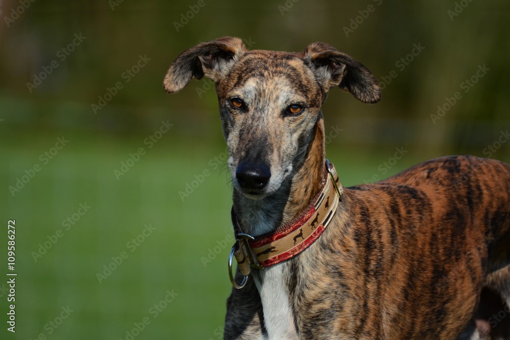 gestromter Galgo gestromter Galgo