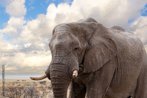 big african elephants on Etosha national park