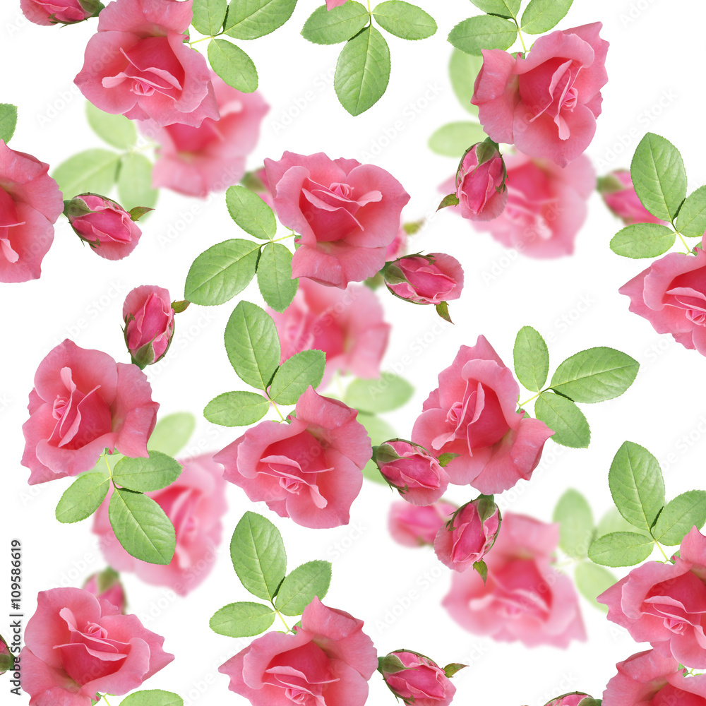 Delicate floral background. Roses. Isolated 