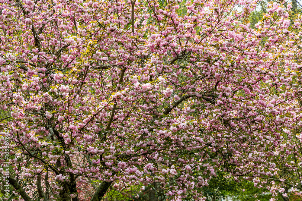 Cherry Tree in Full Bloom