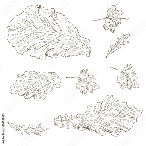 Lettuce leaf, arugula