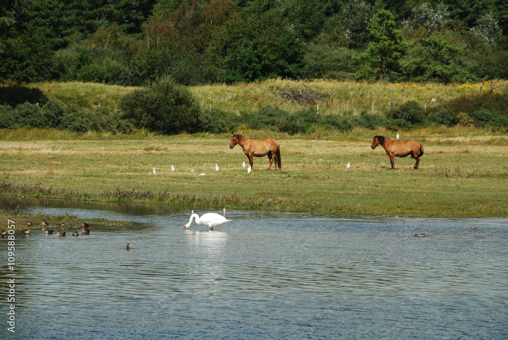 Fototapeta premium Parc du Marquenterre, baie de Somme, France