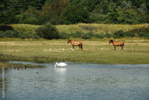 Parc du Marquenterre, baie de Somme, France