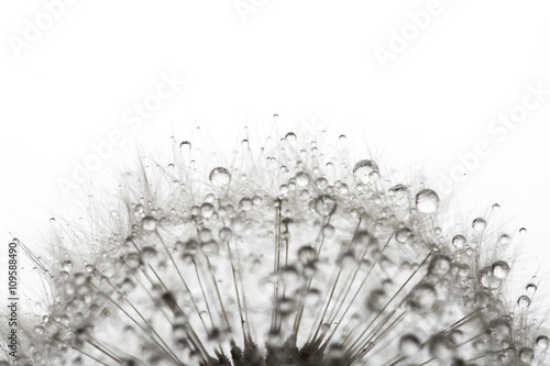 Dandelion in morning dew