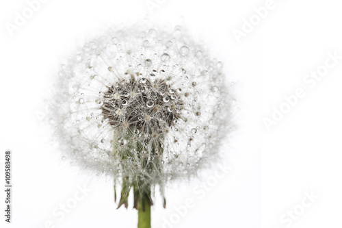 Tablou pe pânză Dandelion in morning dew