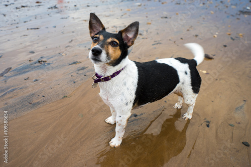 Portrait of a female Jack Russell Terrier posing on the beach.