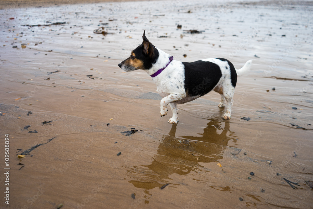 Jack Russell Terrier posing on the beach.  She has her front leg up and is giving a regal pose.