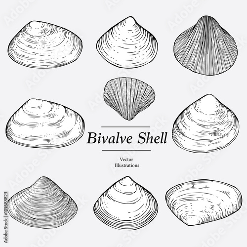 Illustration of Bivalve Shells