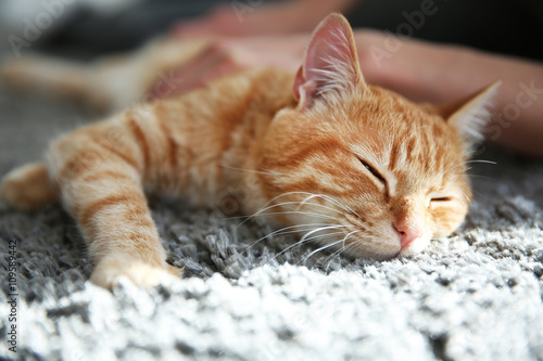 Fototapeta Naklejka Na Ścianę i Meble -  Red cat on the floor, close up