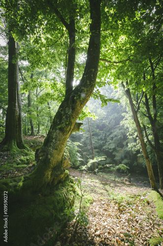 sun beam in green forest wi...