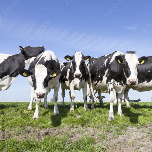 black and white cows in sunny dutch green meadow under blue sky © ahavelaar