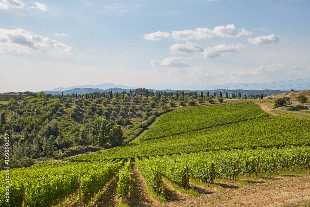 vineyard - Tuscany