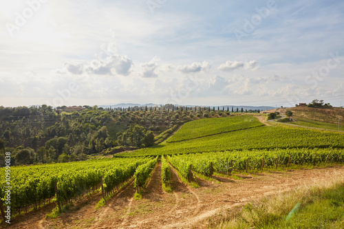 vineyard - Tuscany