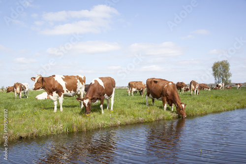 red and white cows in dutch meadow under blue sky drink