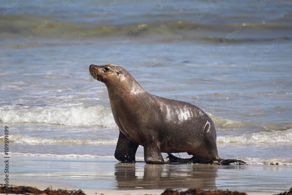 Fototapeta premium Australischer Seelöwe (Neophoca cinerea)