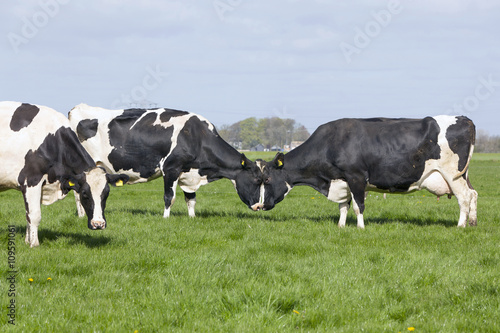 black and white cows fight in dutch meadow on first day in the f