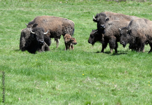 newborn buffalo calf with it´s family