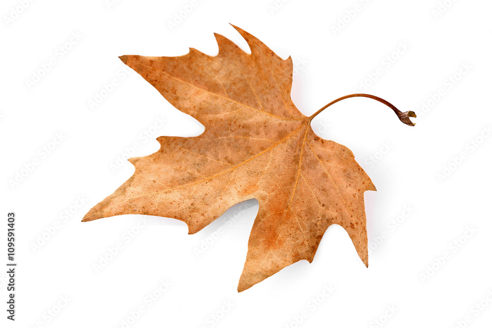 Naklejka premium Dry maple leaf, isolated on white