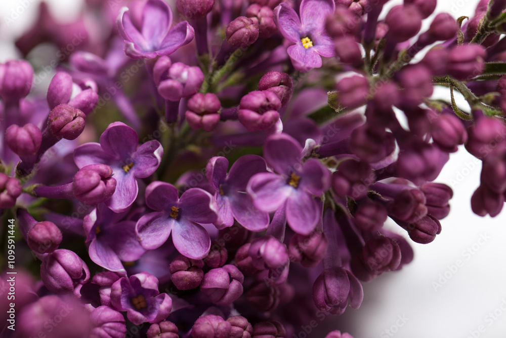 beautiful lilac closeup. spring flowers.
