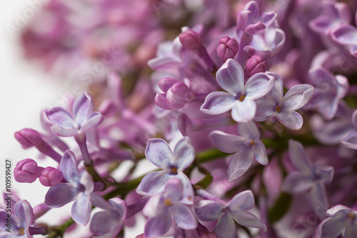 beautiful lilac closeup. spring flowers.