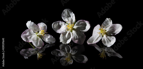 apple flower isolated on a black background.