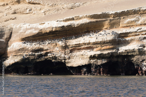 Group of Pilican and Peruvian Bloody on Rock, Islas Ballestas's photo
