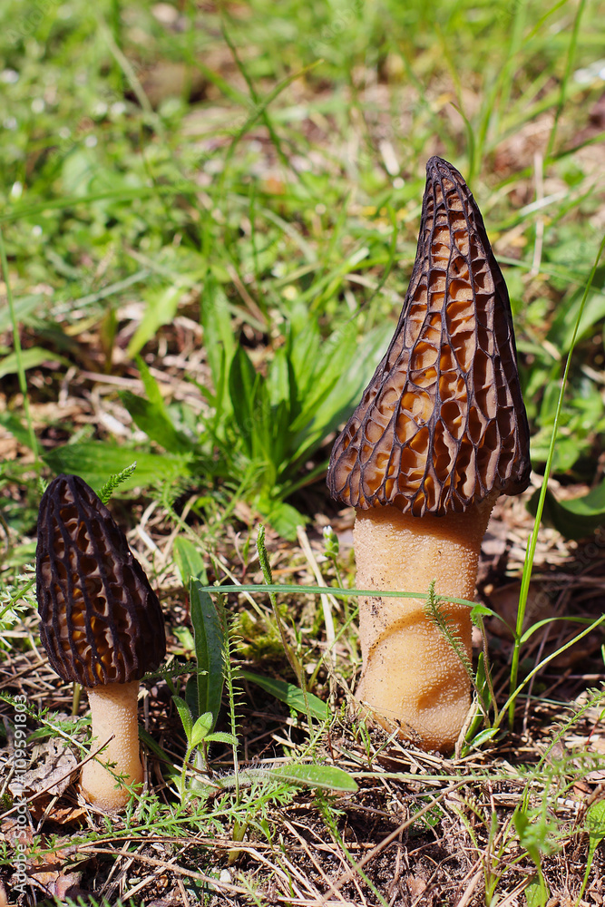 Morel Mushroom Morel Mushroom