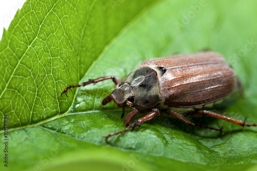 cockchafer closeup. beetle on a green leaf. melolontha